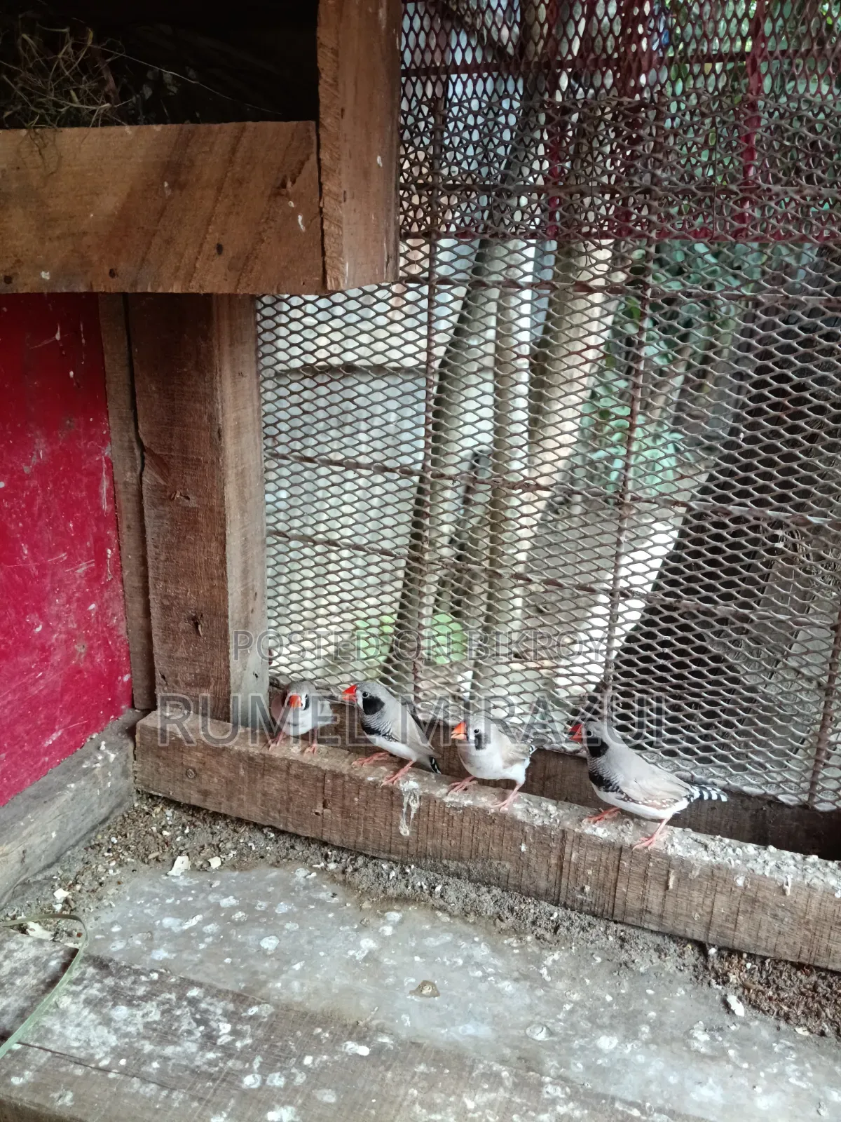 Zebra Finch