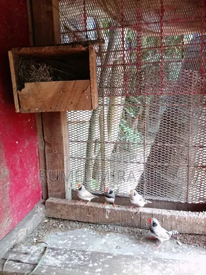 Zebra Finch