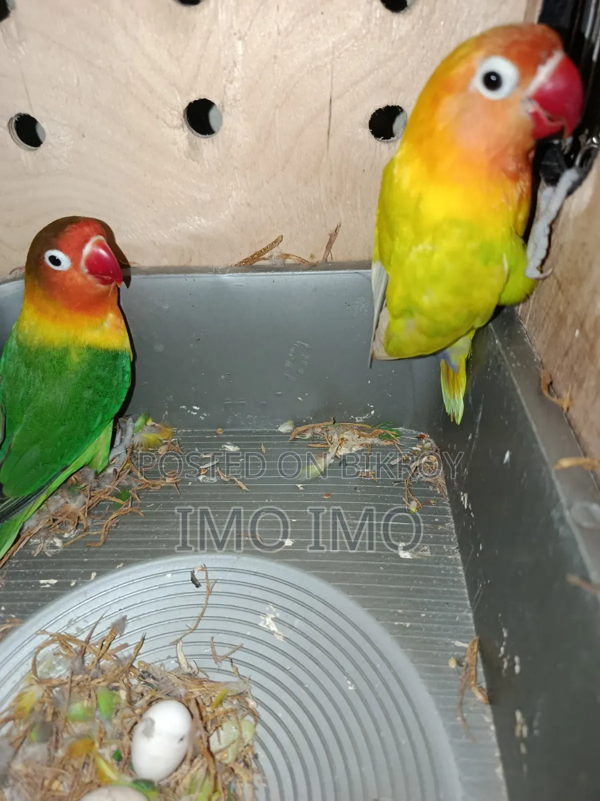 Green Fischer Lovebird