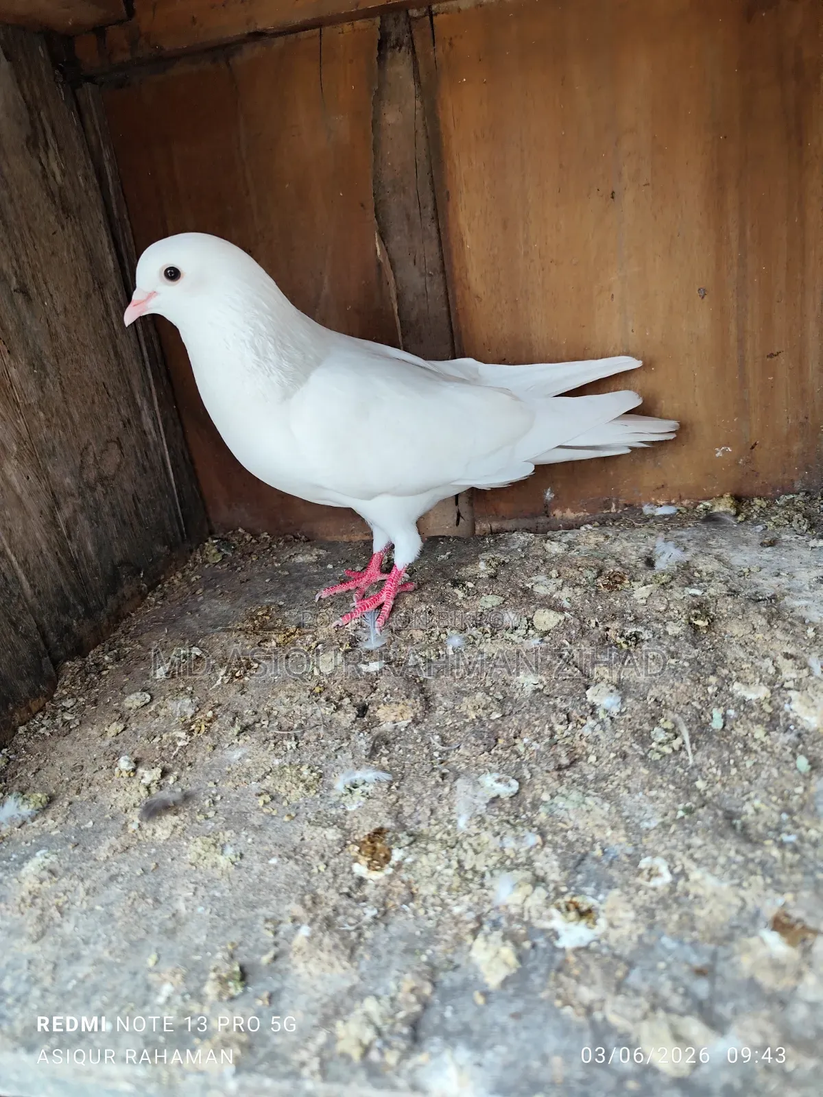 Kagji male bird, completely fresh