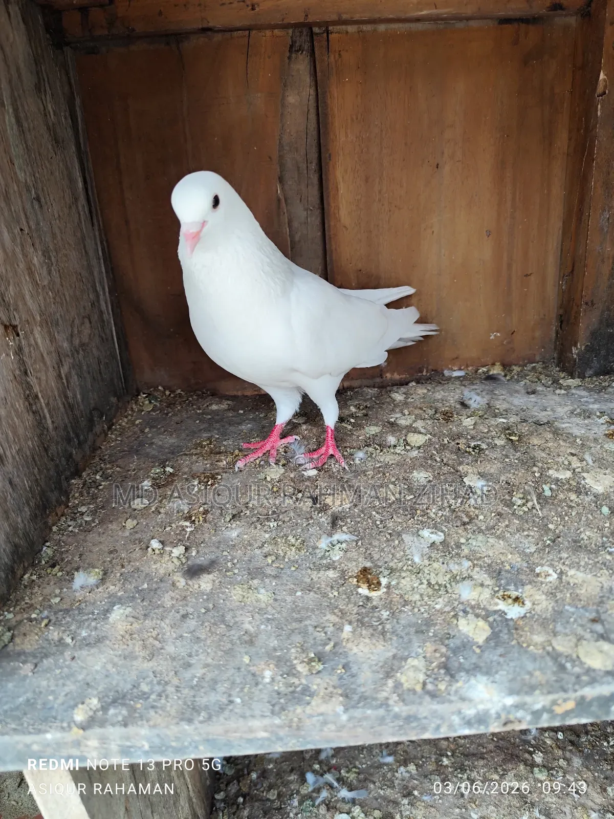 Kagji male bird, completely fresh