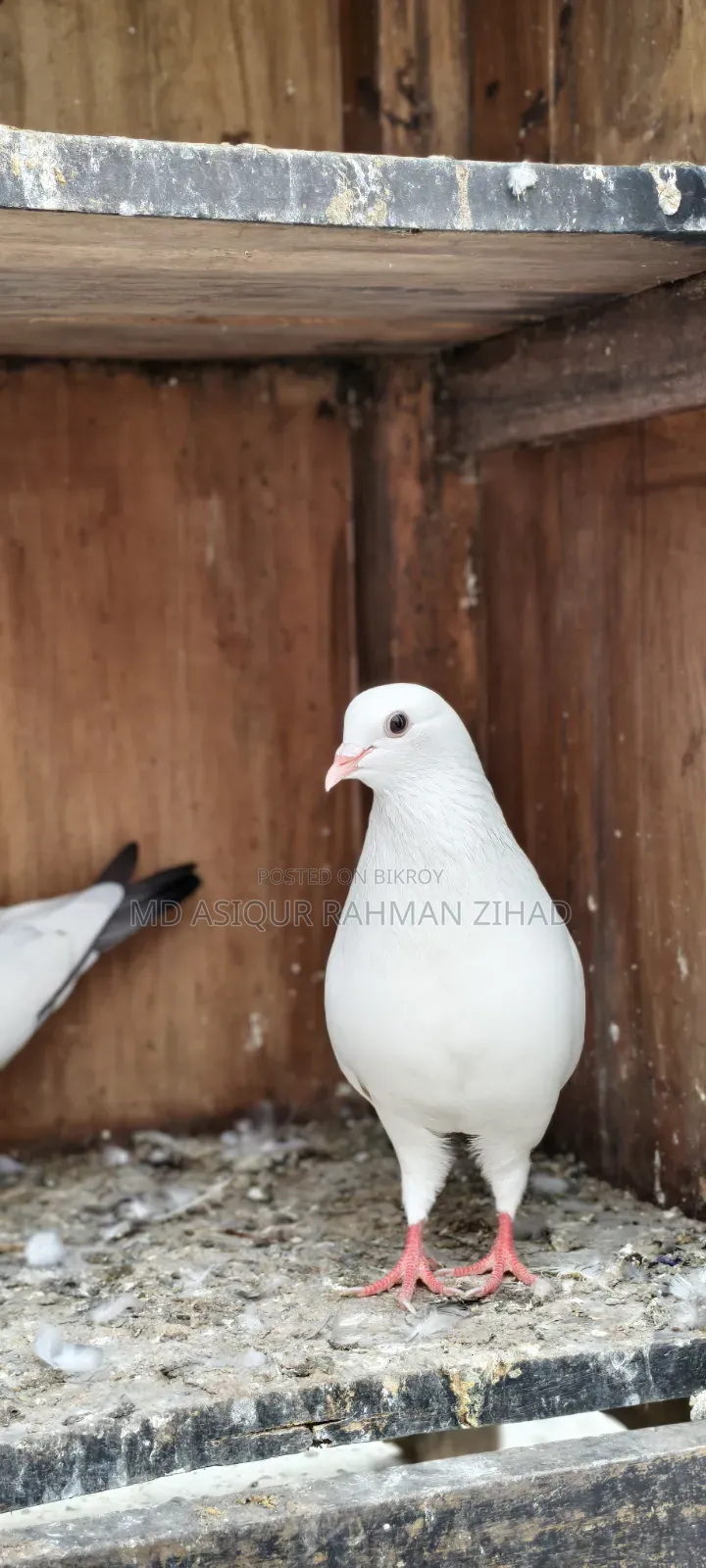 Kagji male bird, completely fresh