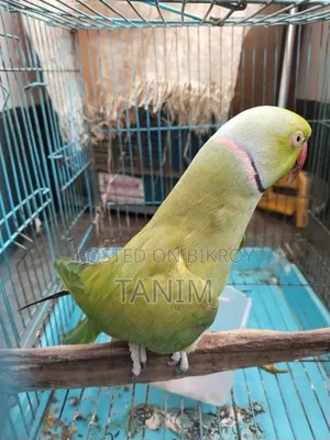 Parrot that can speak a little, over 5 years old