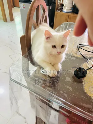 3-6 Months Male Purebred Persian