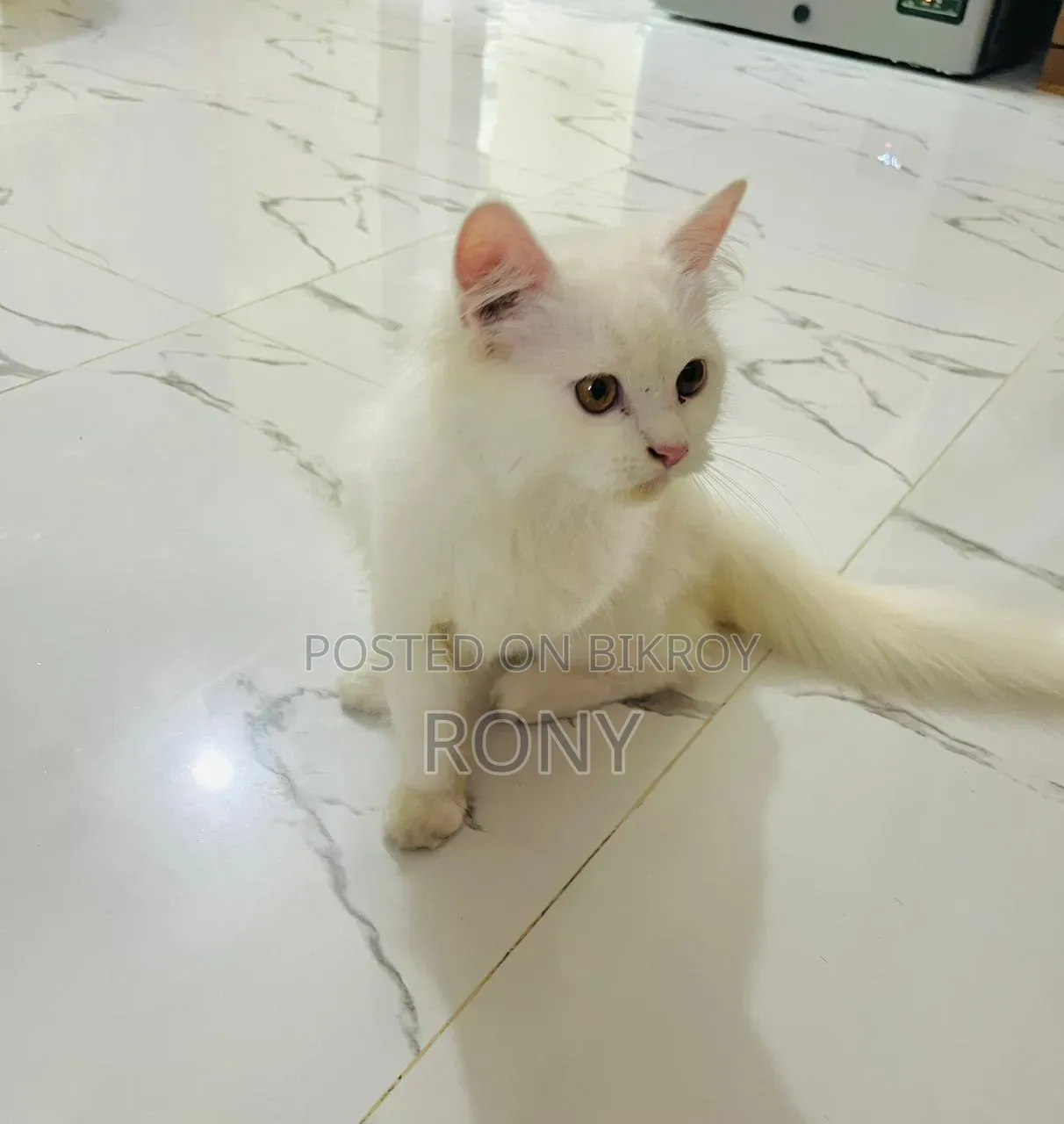 3-6 Months Male Purebred Persian