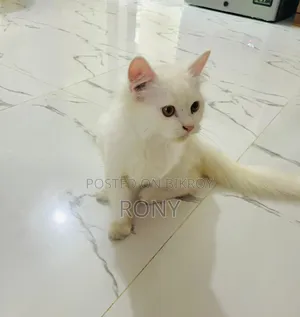 3-6 Months Male Purebred Persian