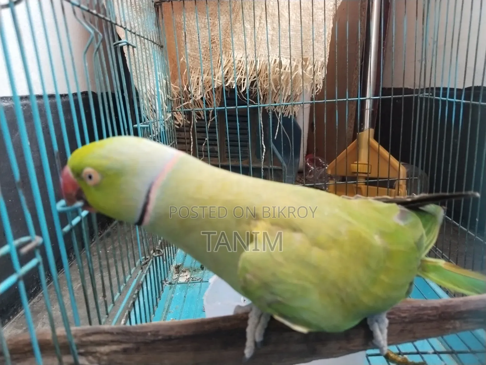 Parrot that can speak a little, over 5 years old