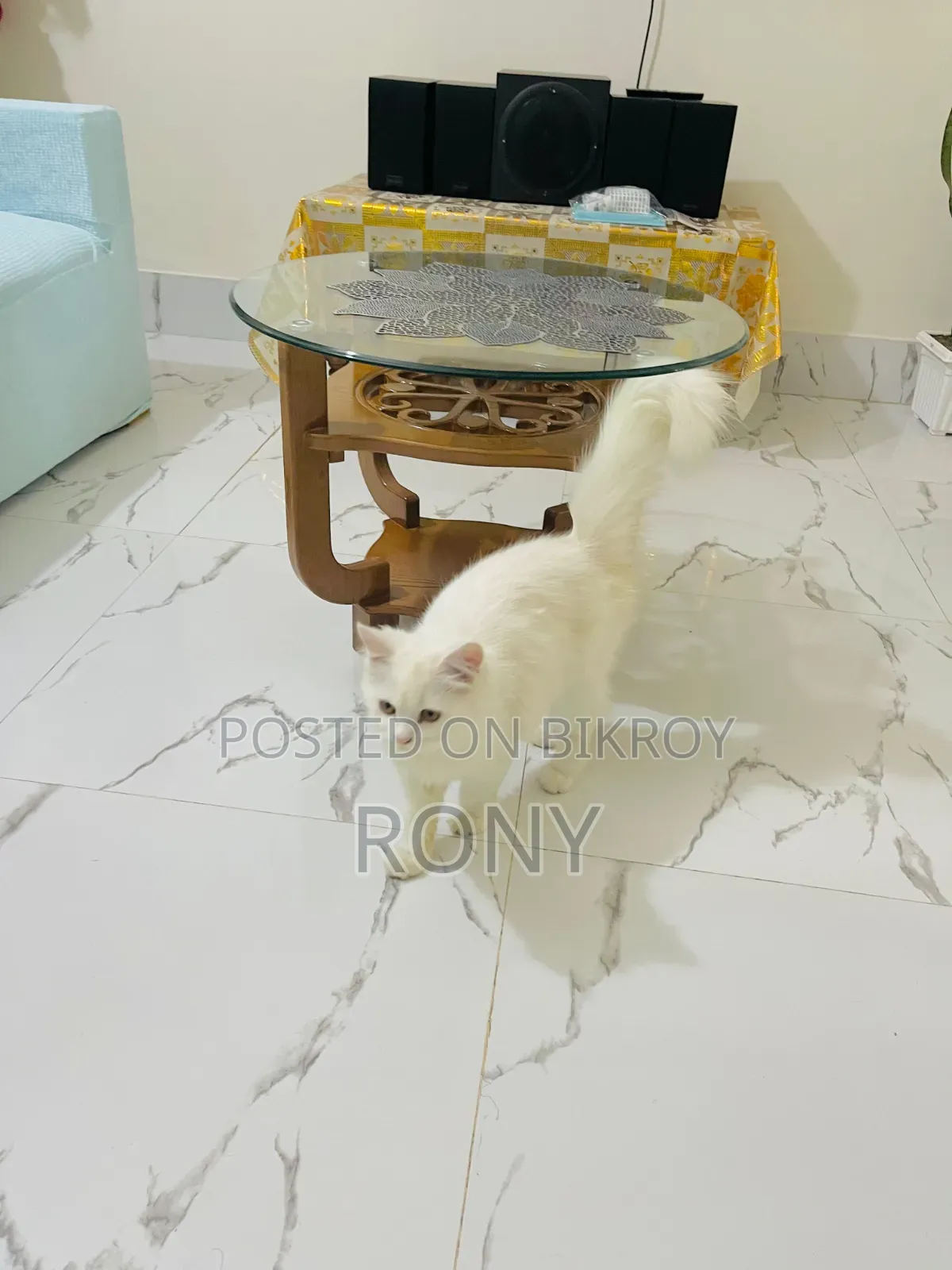 3-6 Months Male Purebred Persian