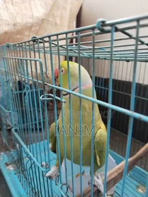 Parrot that can speak a little, over 5 years old