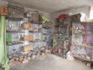 Entire farm for sale at a low price