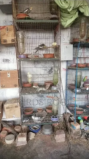 Entire farm for sale at a low price