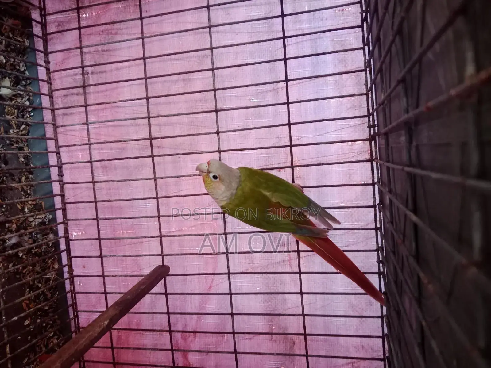 A pair of running Pineapple Conure for sale