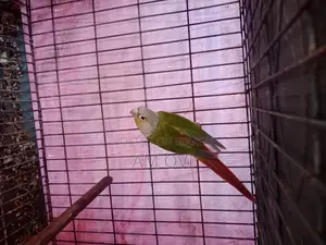 A pair of running Pineapple Conure for sale