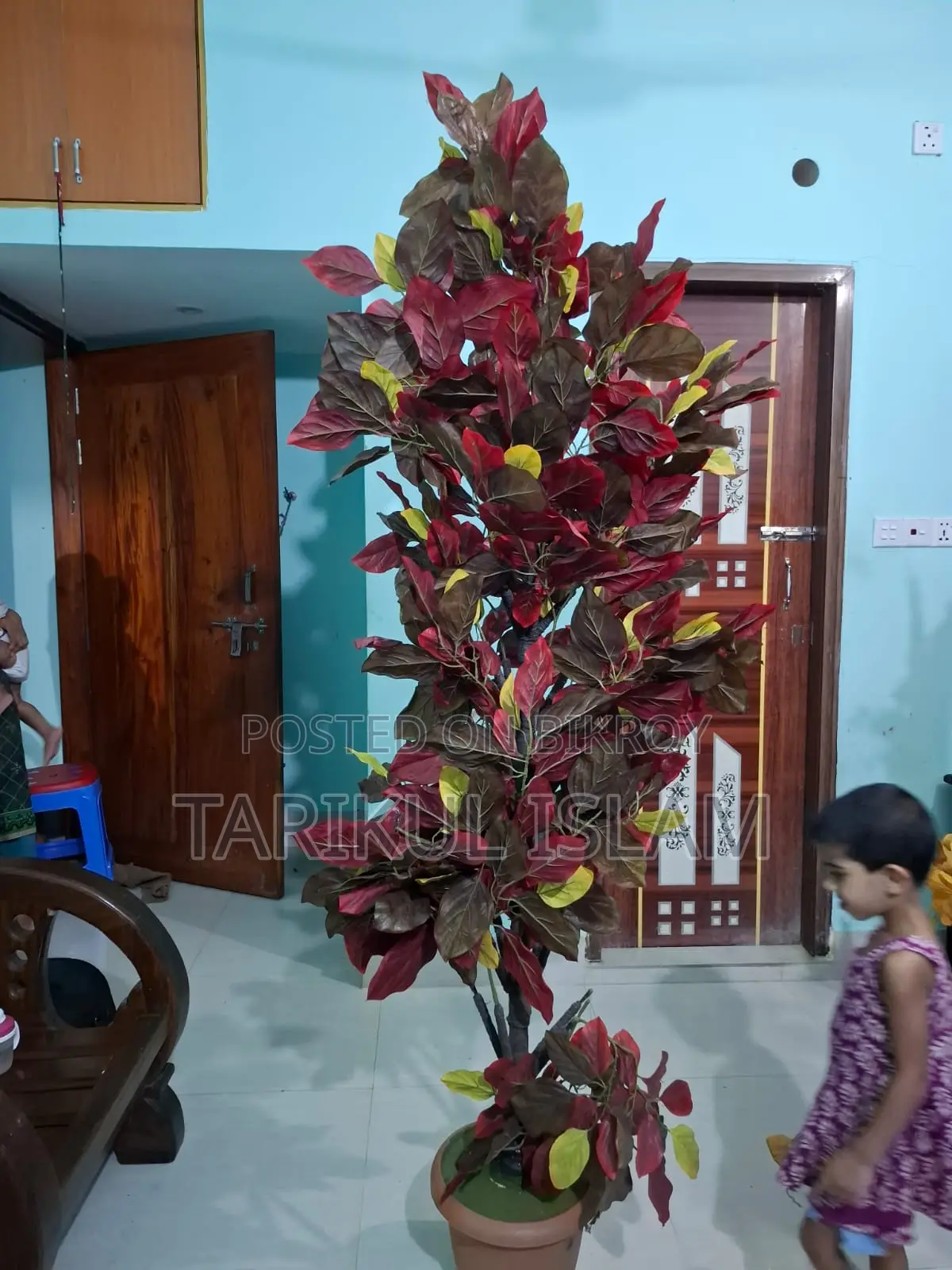 Two plants for sale for sofa corner showpiece