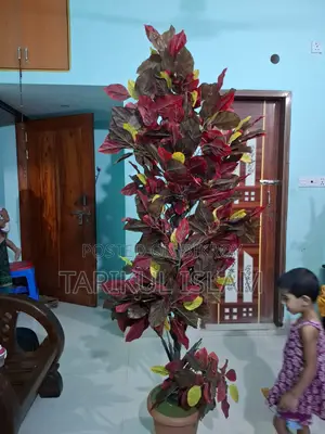 সোফার কোণার শোপিসের জন্য বিক্রয় হবে দুটি গাছ