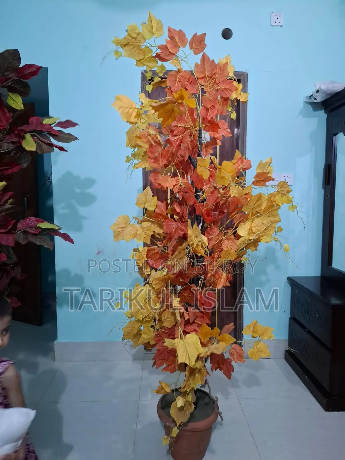 Two plants for sale for sofa corner showpiece