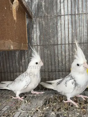 ককাটেল মাস্টার পেয়ার বিক্রির জন্য