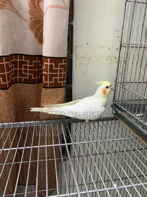 Cocatail Lutino Male