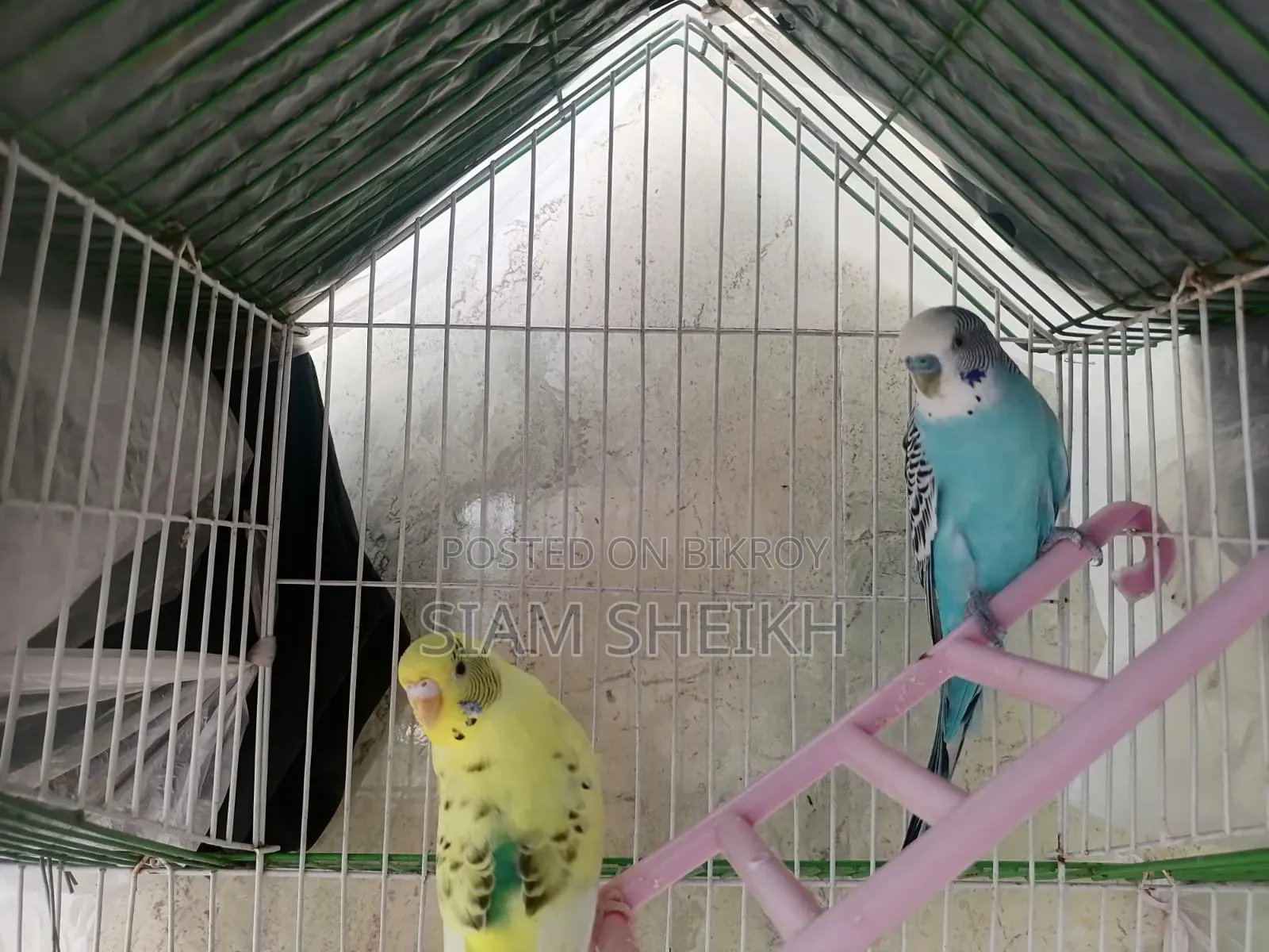 সুন্দর ১ জোড়া বাজরিগার পাখি