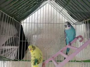 সুন্দর ১ জোড়া বাজরিগার পাখি
