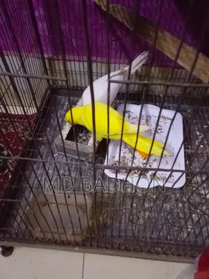 Albino Ringneck