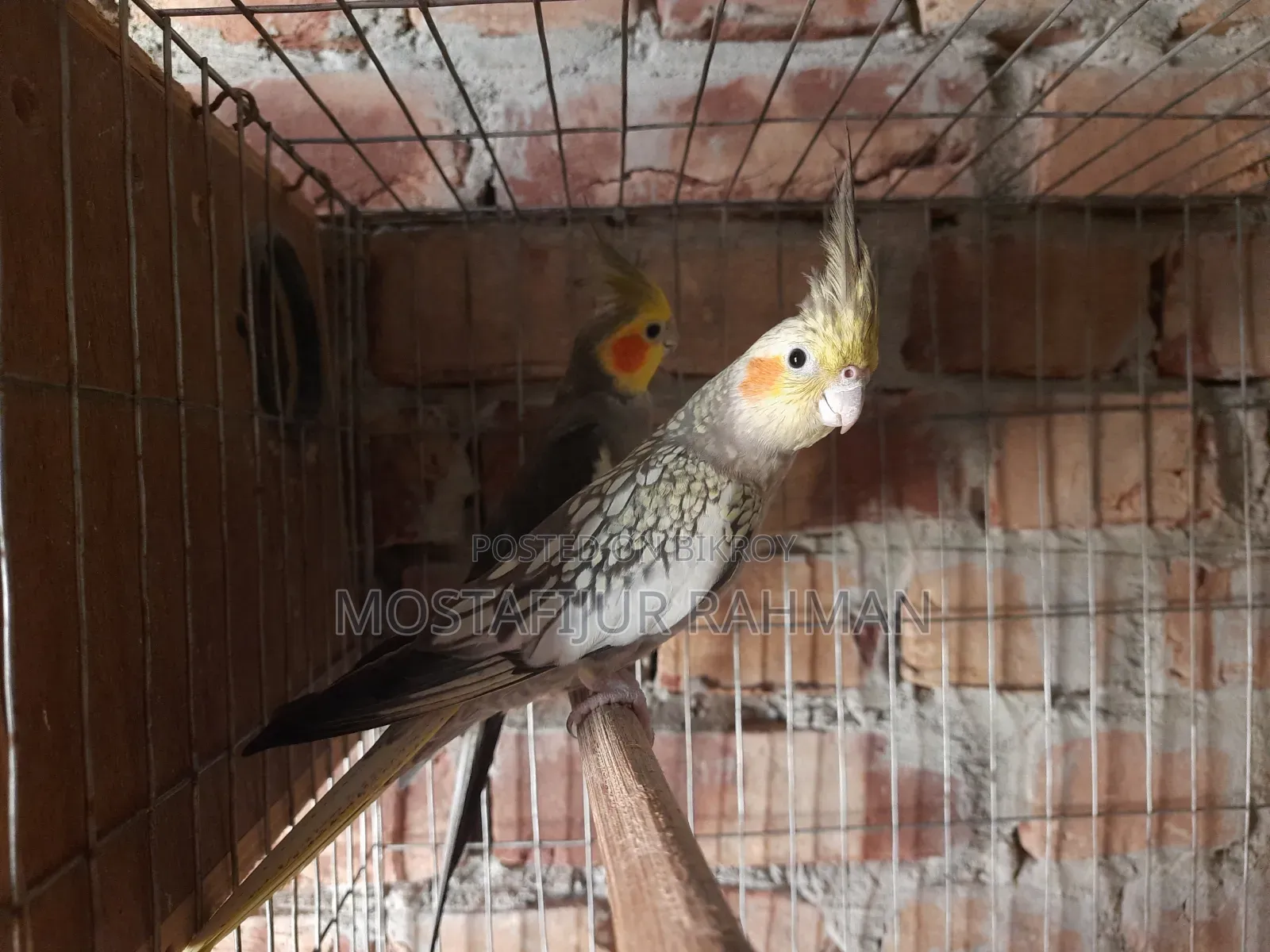 Running Cockatiel bird