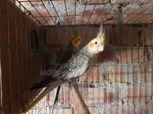 Running Cockatiel bird