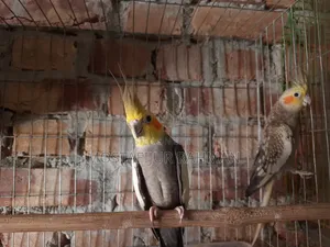 Running Cockatiel bird