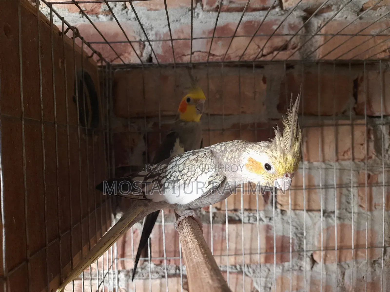 Running Cockatiel bird