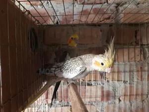 Running Cockatiel bird