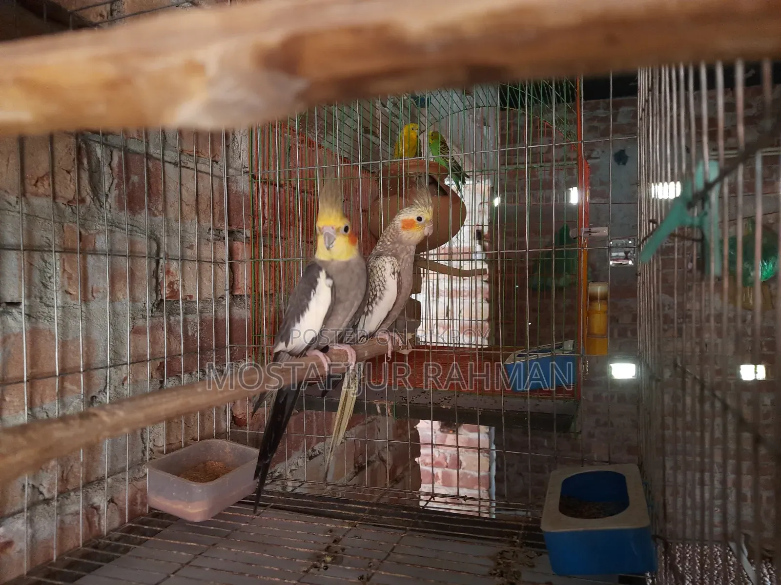Running Cockatiel bird