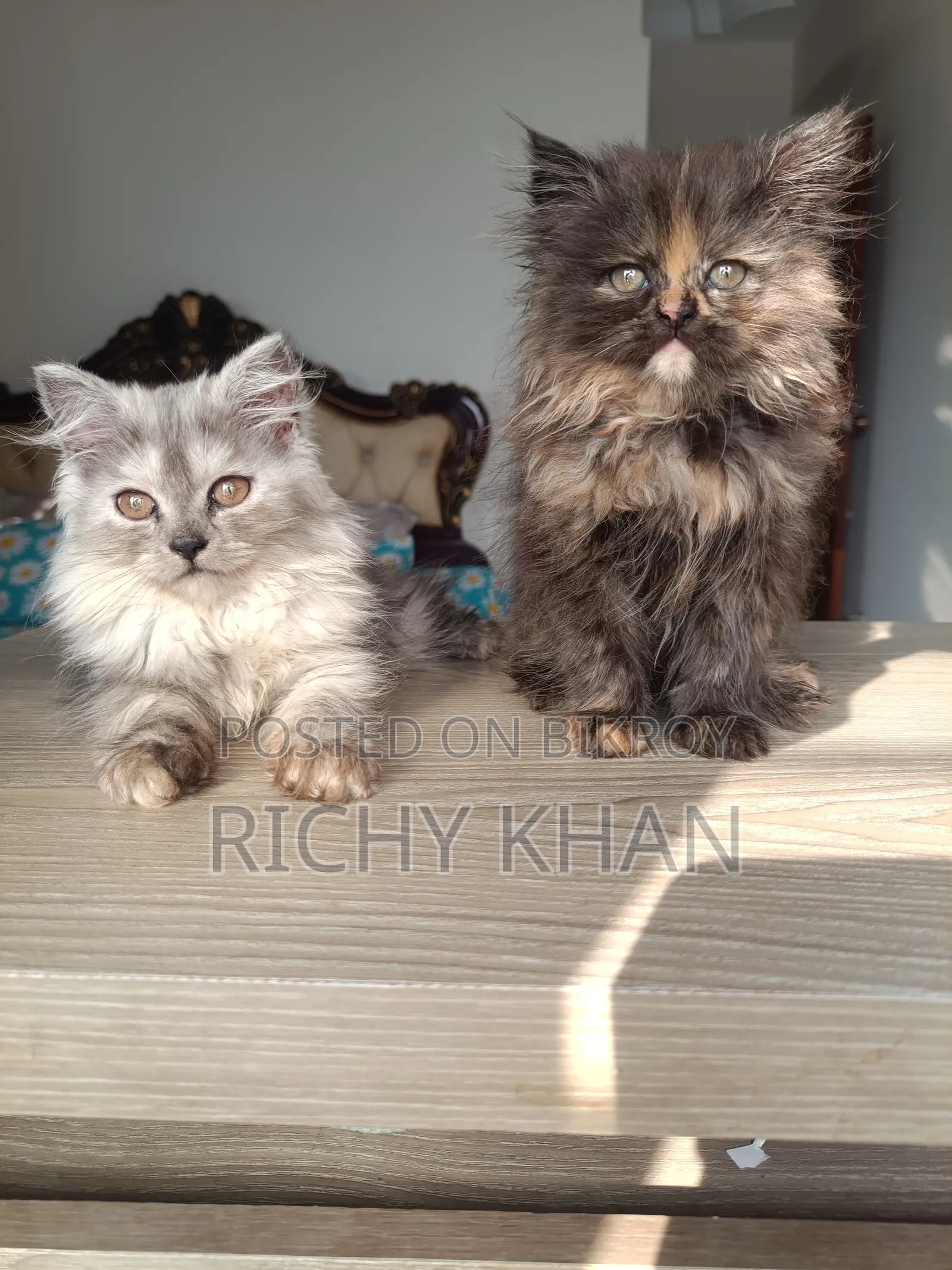 1-3 Months Female Purebred Persian