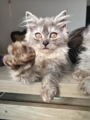 1-3 Months Female Purebred Persian