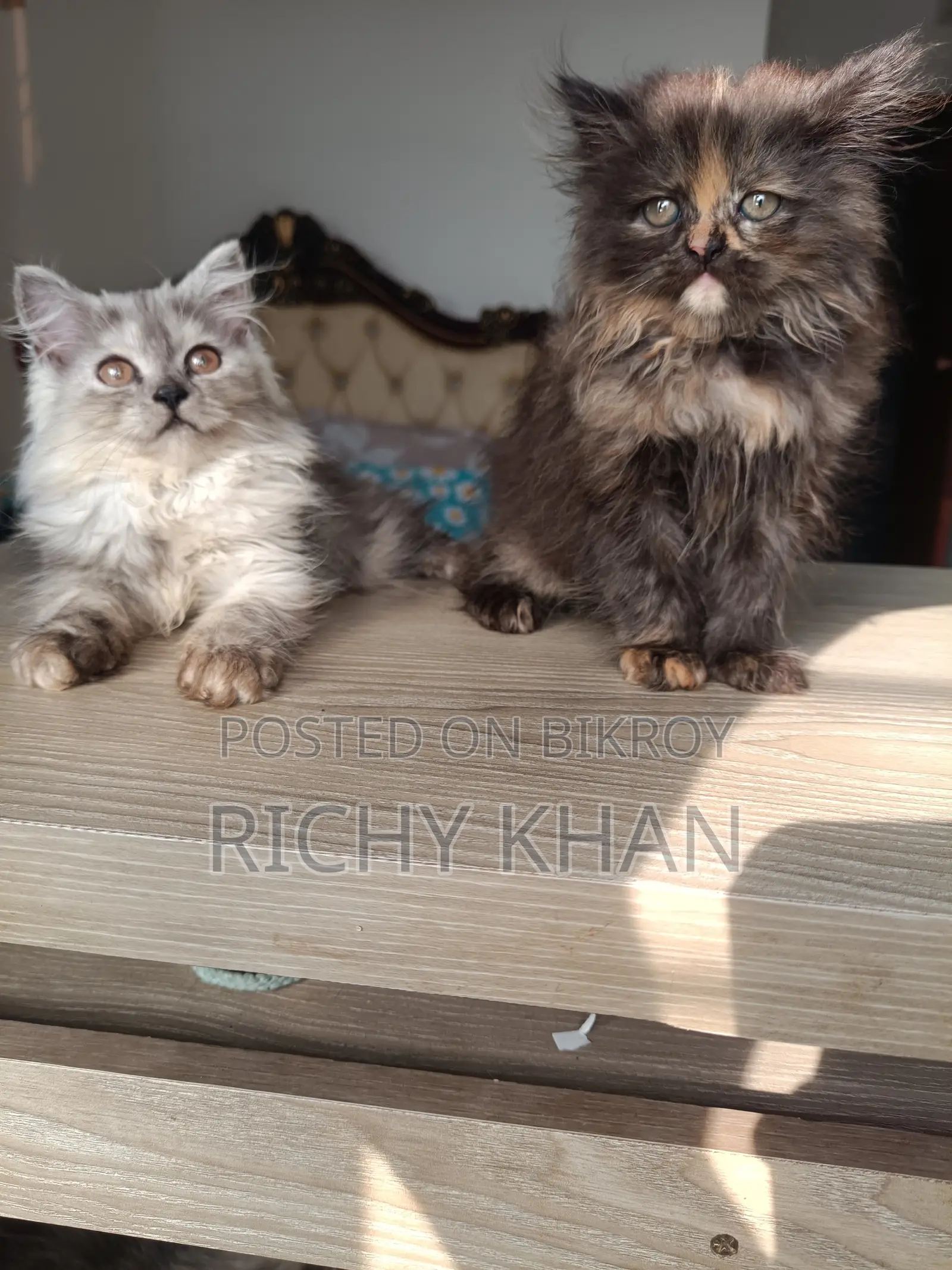 1-3 Months Female Purebred Persian