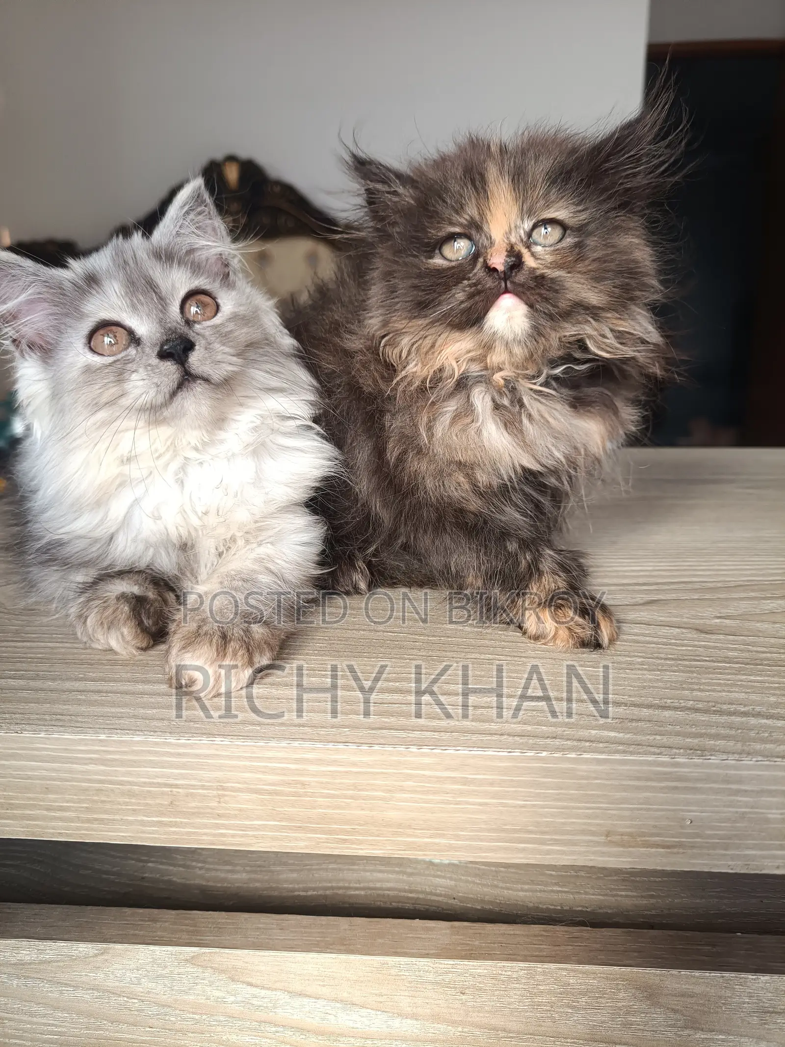 1-3 Months Female Purebred Persian