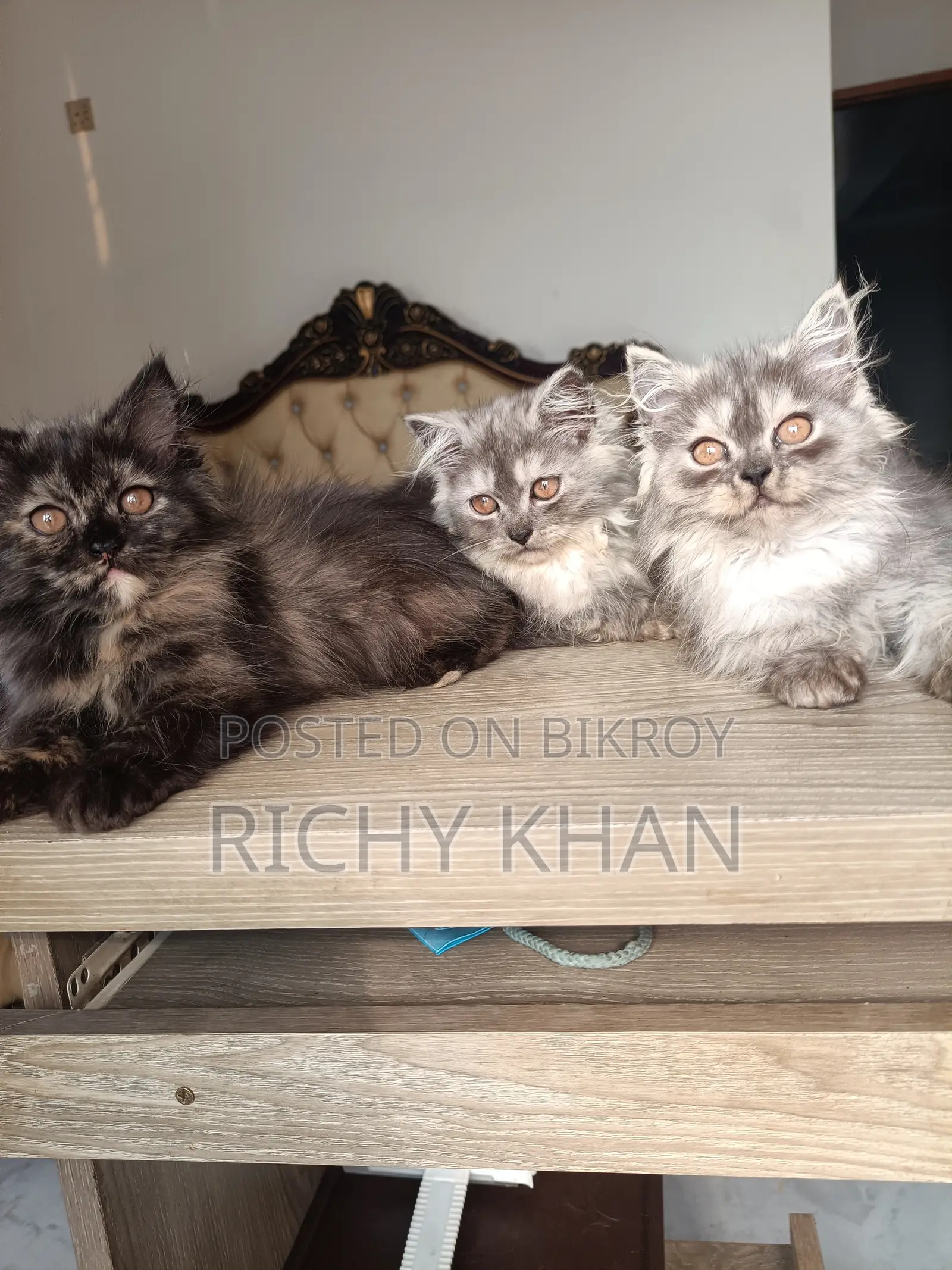 1-3 Months Female Purebred Persian