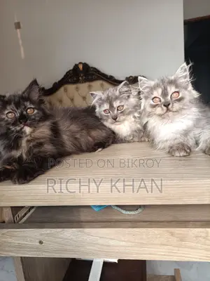 1-3 Months Female Purebred Persian