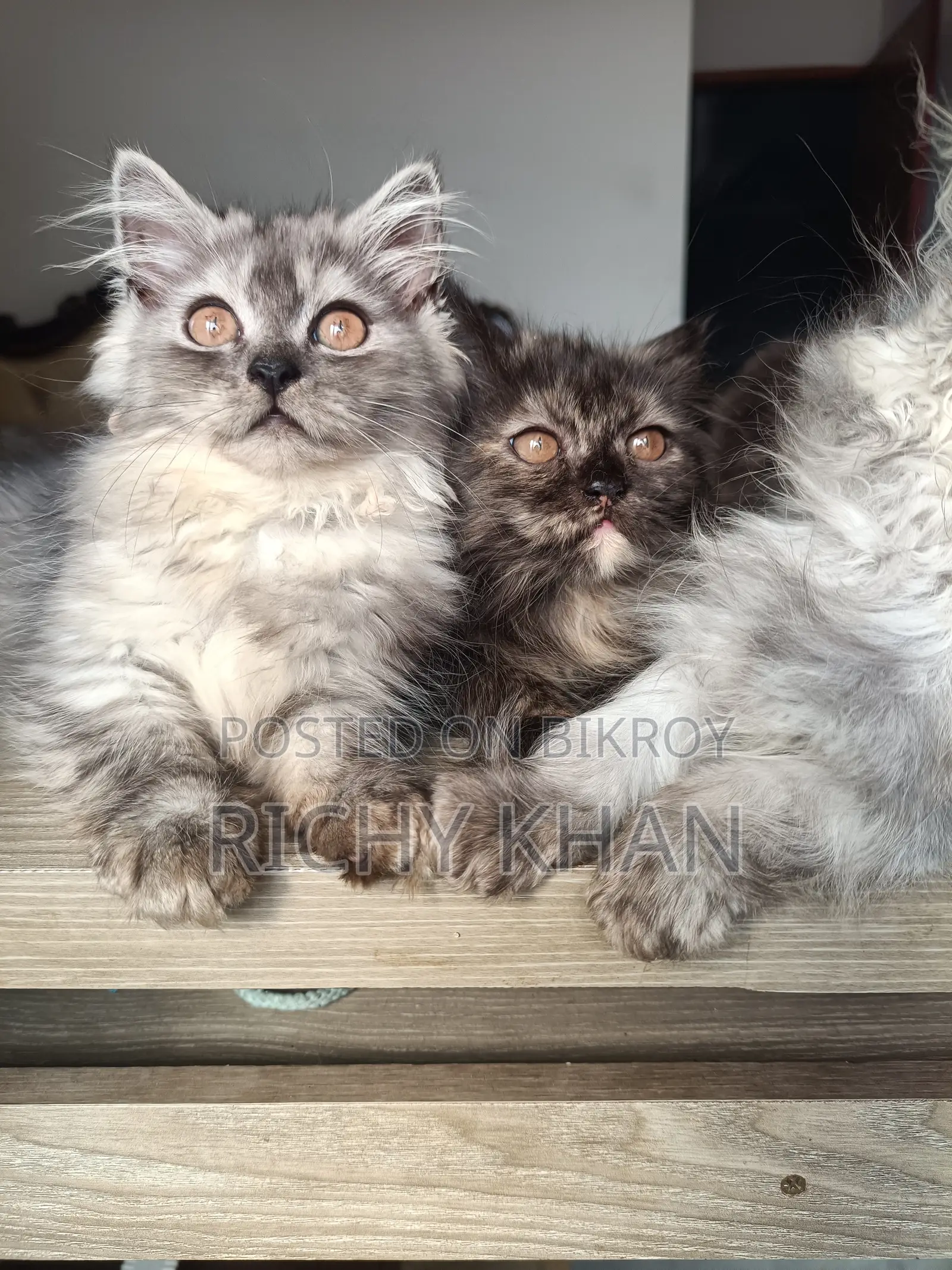 1-3 Months Female Purebred Persian