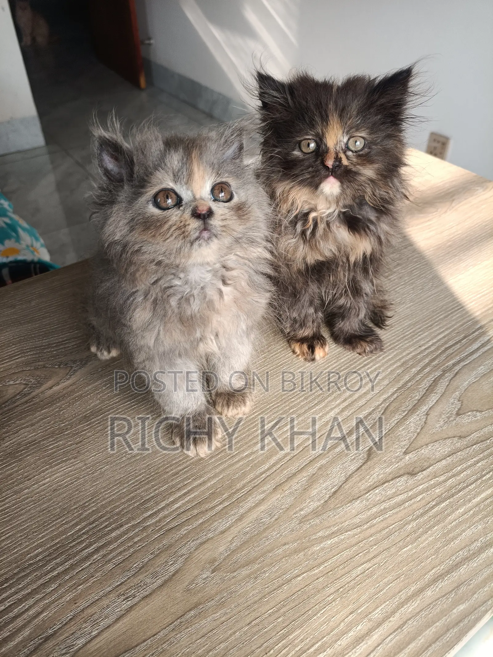 1-3 Months Female Purebred Persian