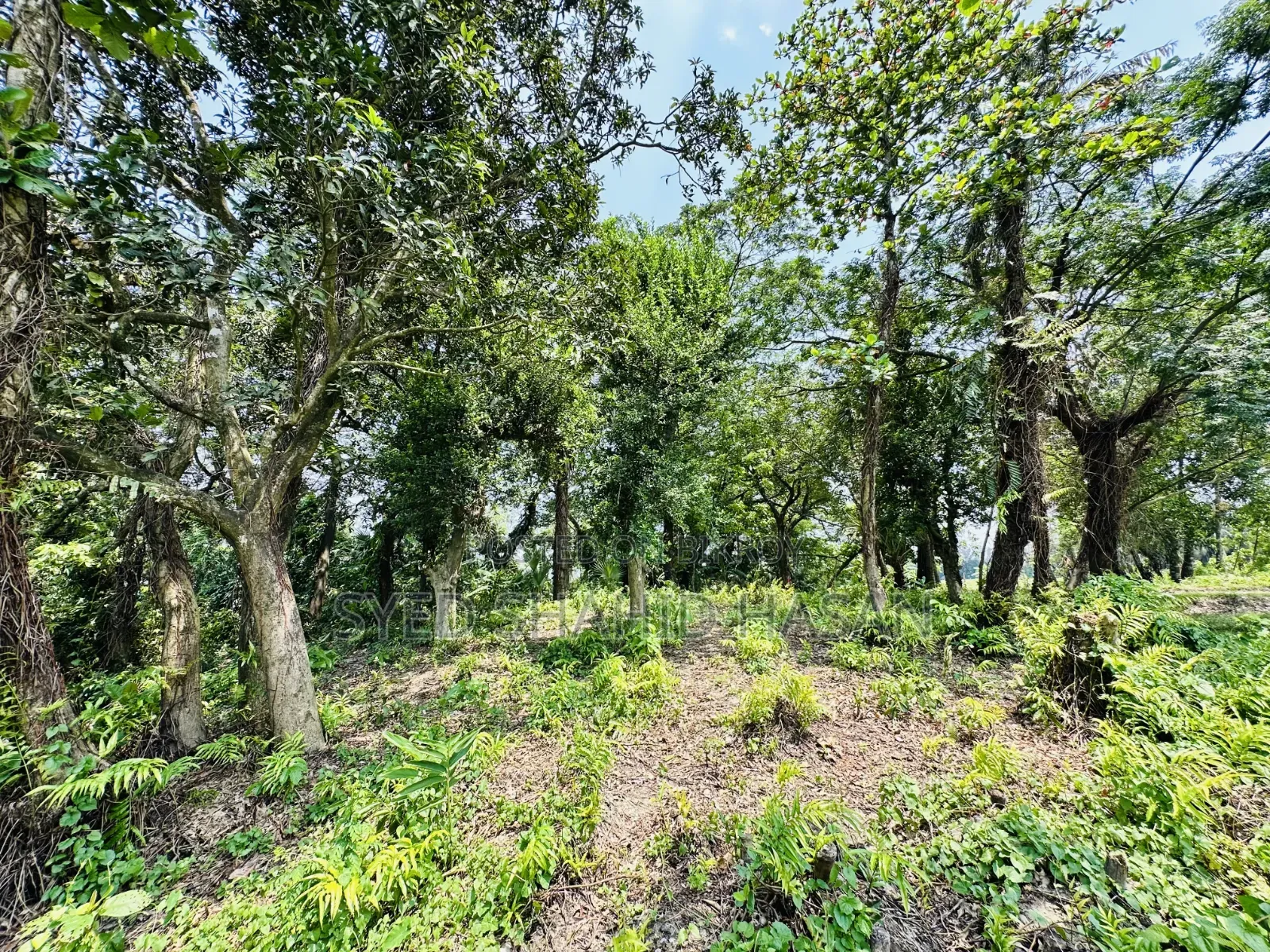 Land for sale beside Majuchowdhuryhat main road.