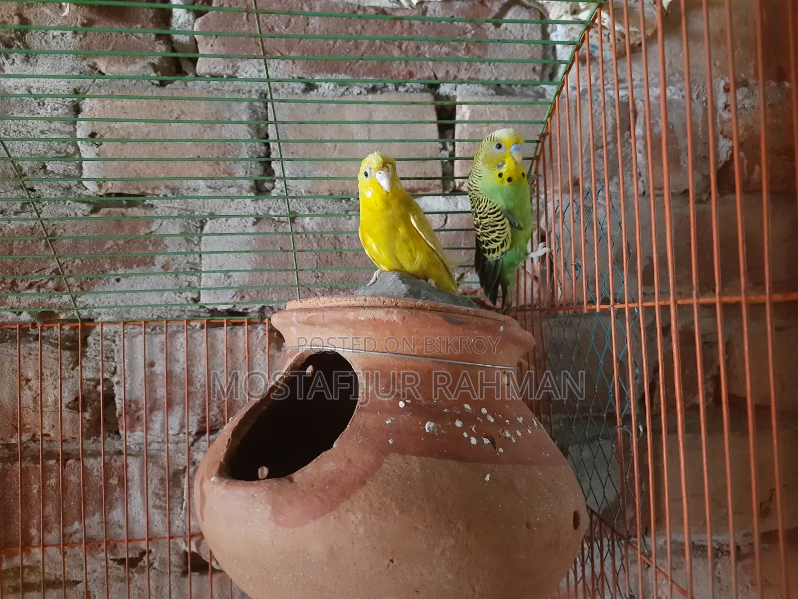 Budgerigar bird