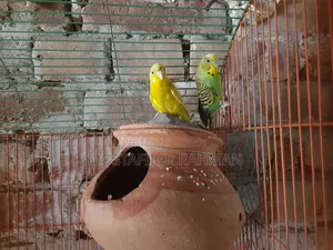 Budgerigar bird