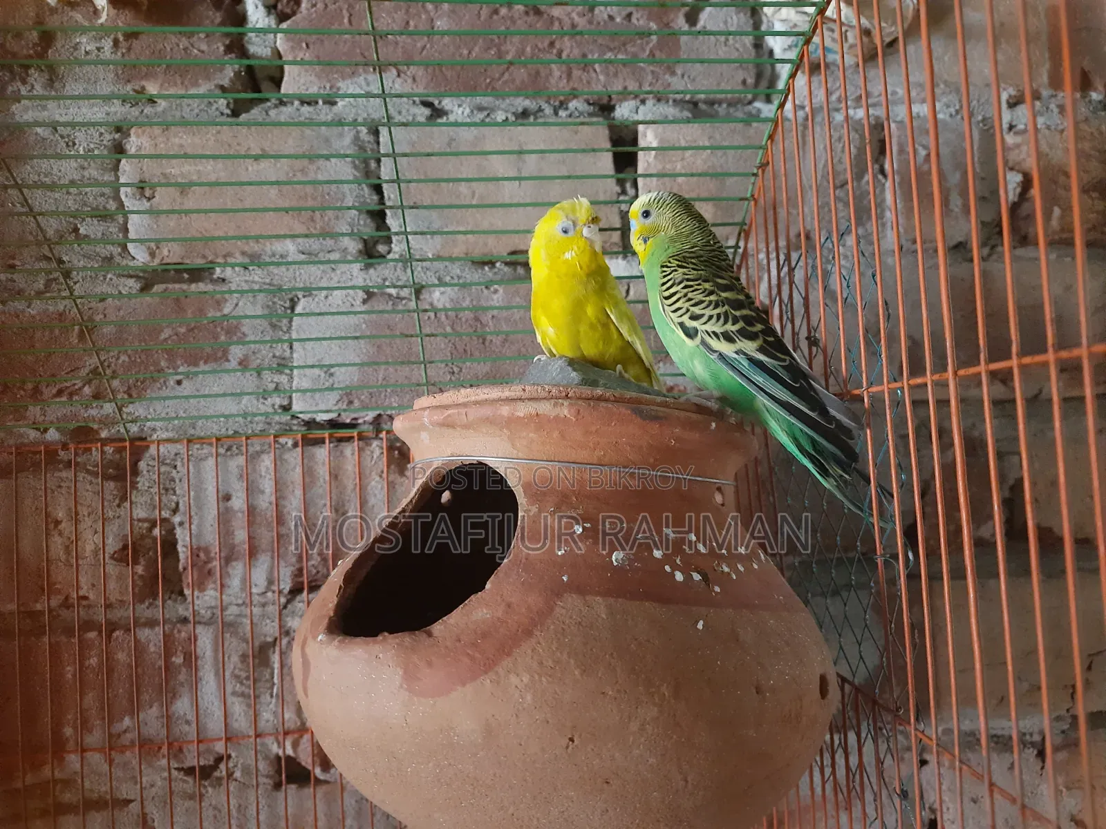 Budgerigar bird
