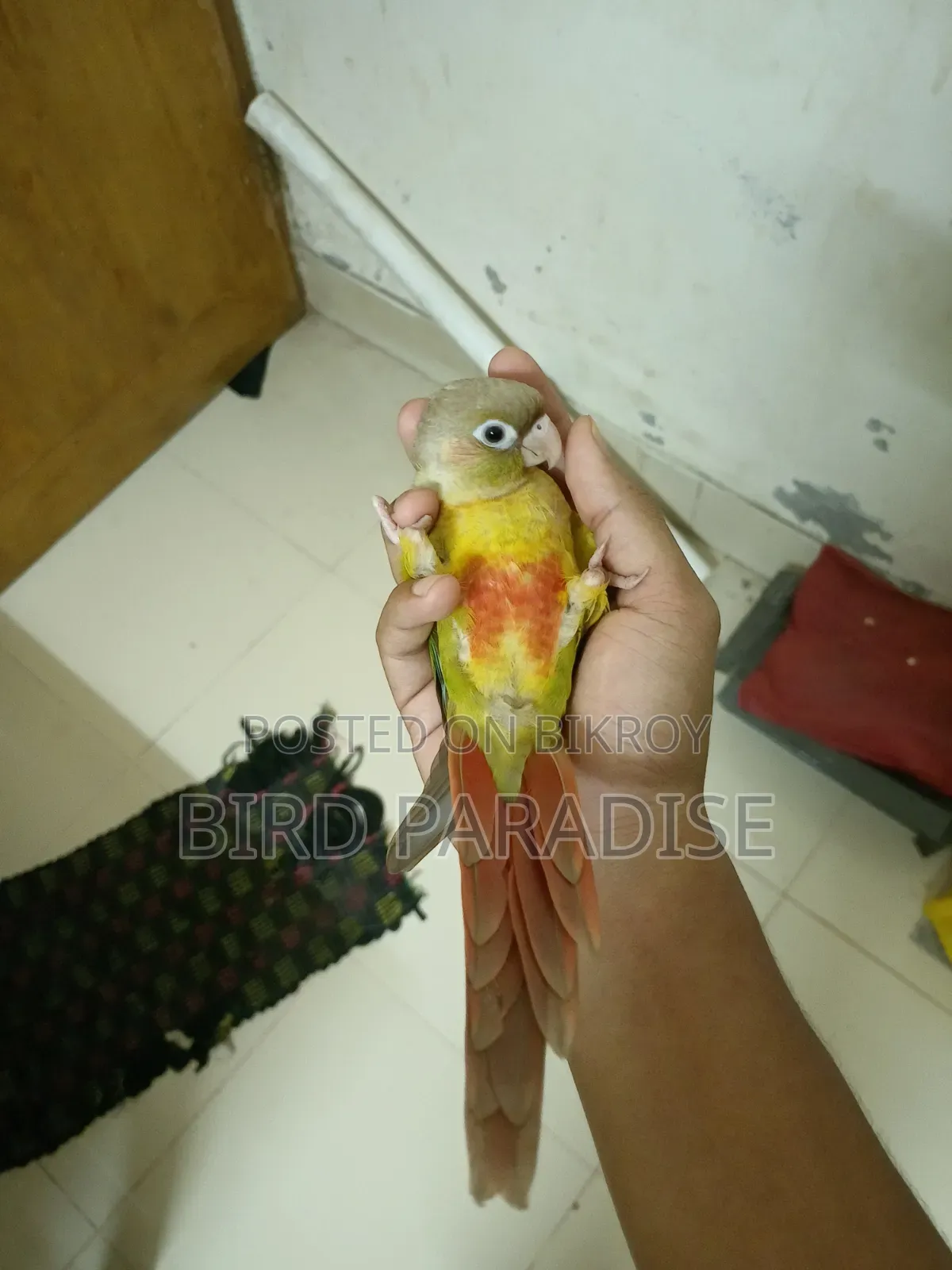 সুপার টেম পাইনঅ্যাপল কনুর