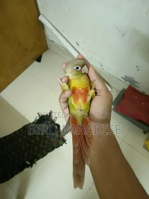 সুপার টেম পাইনঅ্যাপল কনুর