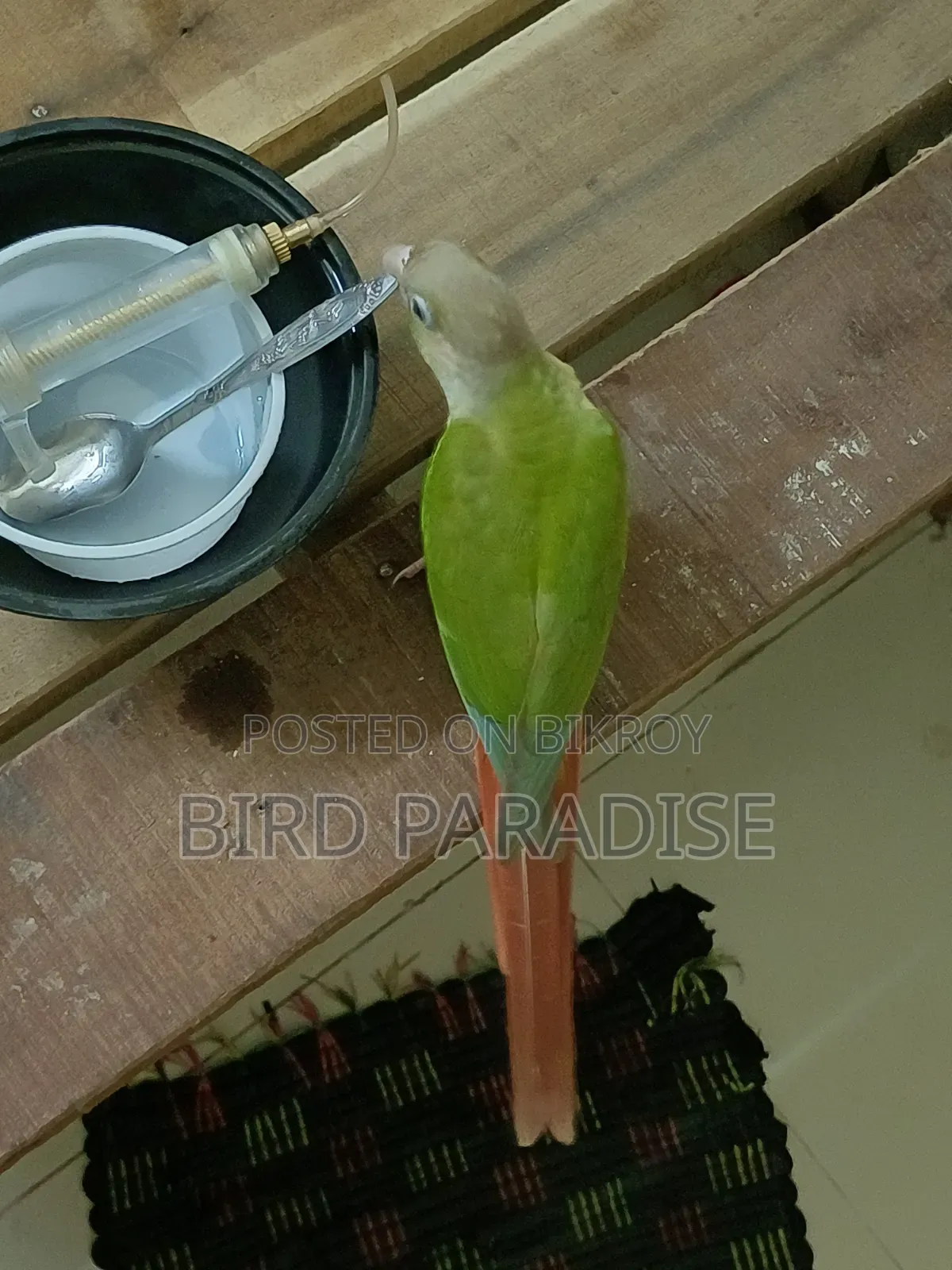 সুপার টেম পাইনঅ্যাপল কনুর