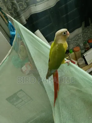 সুপার টেম পাইনঅ্যাপল কনুর