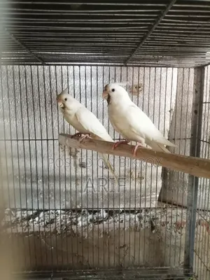 Running pair with chicks