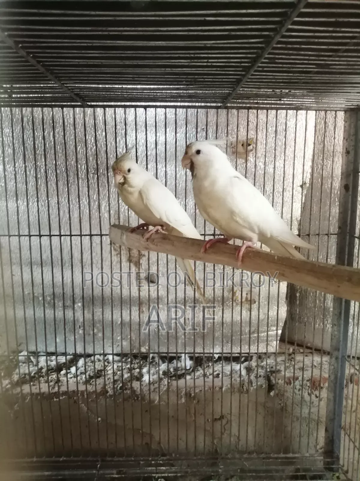 Running pair with chicks