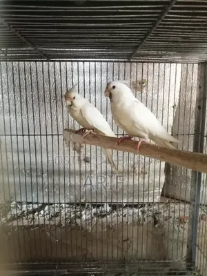 Running pair with chicks